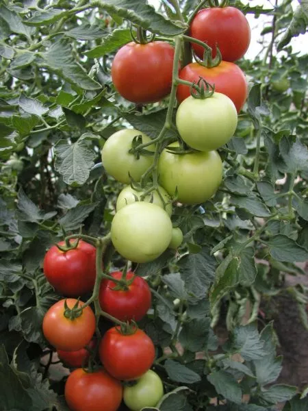 nikolay-nikolaevich-3-168395