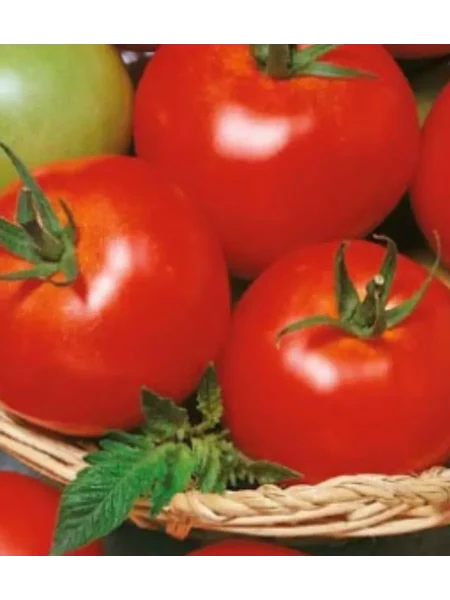 nikolay-nikolaevich-5-168395