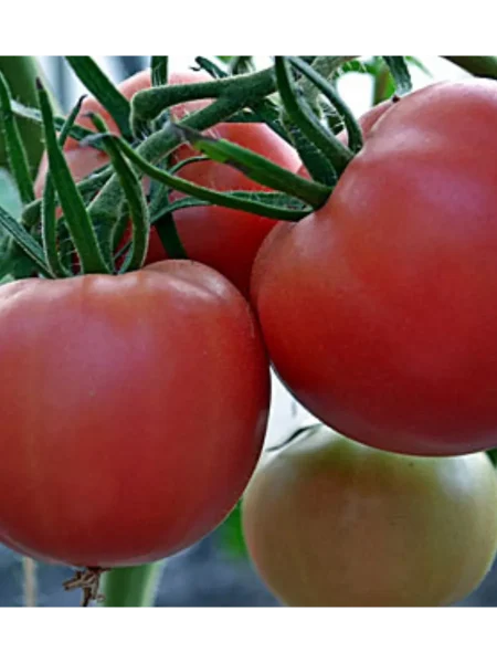 nikolay-nikolaevich-7-168395