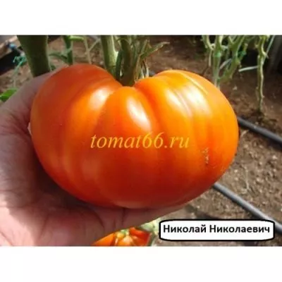 nikolay-nikolaevich-8-168395