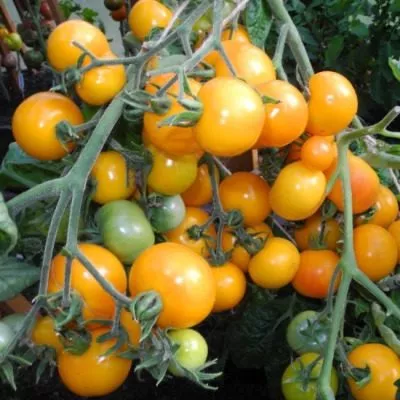 nizhegorodskiy-kudyablik-3-150525