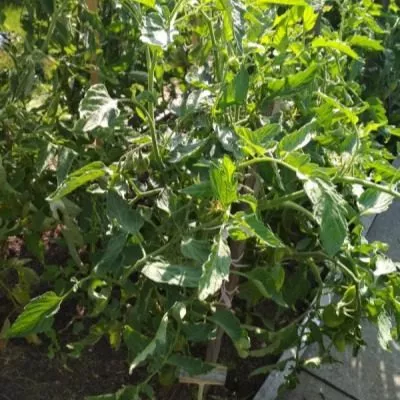 nizhegorodskiy-kudyablik-5-150525