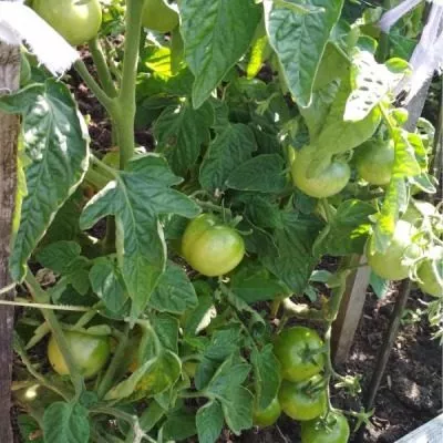 nizhegorodskiy-kudyablik-6-150525