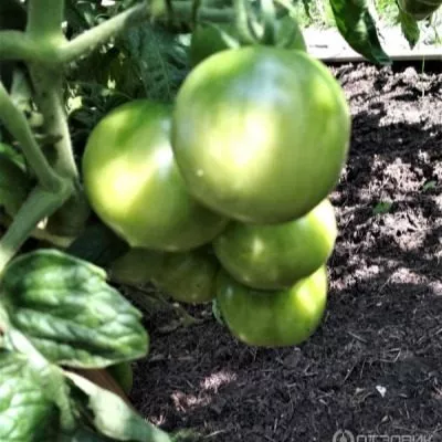 nizhegorodskiy-kudyablik-7-150525