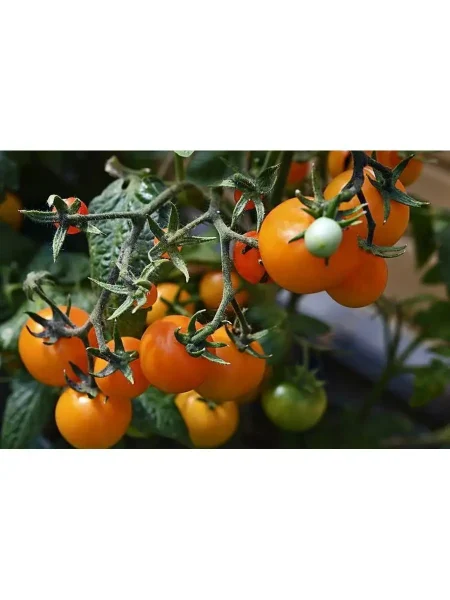 nizhegorodskiy-kudyablik-main-150525