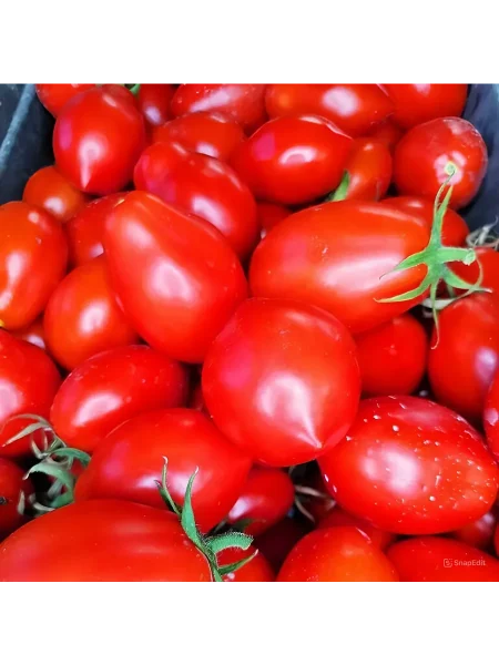 nova-iz-salerno-2-142645