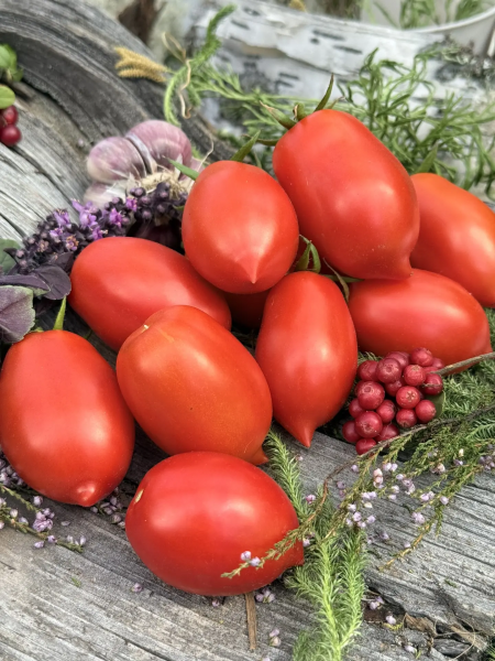 nova-iz-salerno-3-142645