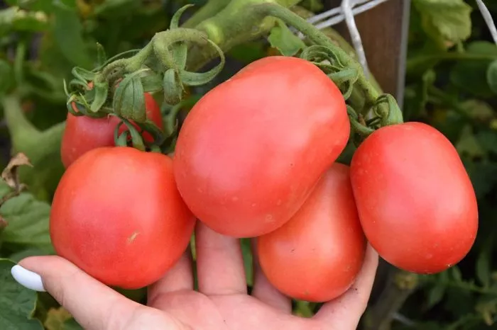 nova-iz-salerno-5-142645