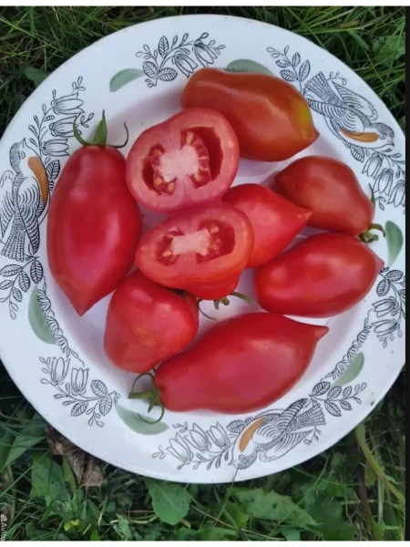 nova-iz-salerno-main-142645