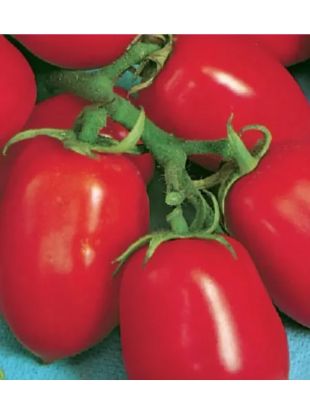 novinka-pridnestrovya-2-150921