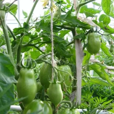 novinka-pridnestrovya-4-150921