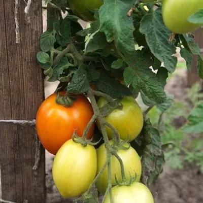 novinka-pridnestrovya-5-150921