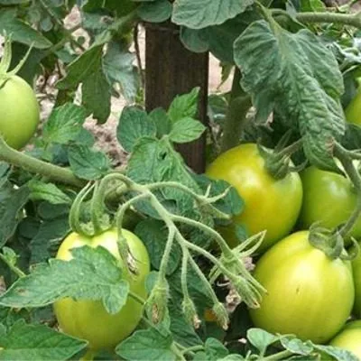 novinka-pridnestrovya-6-150921