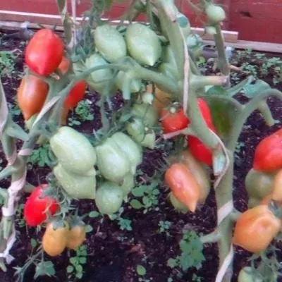 novinka-pridnestrovya-8-150921