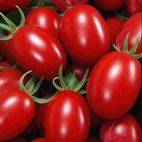 novinka-pridnestrovya-main-150921