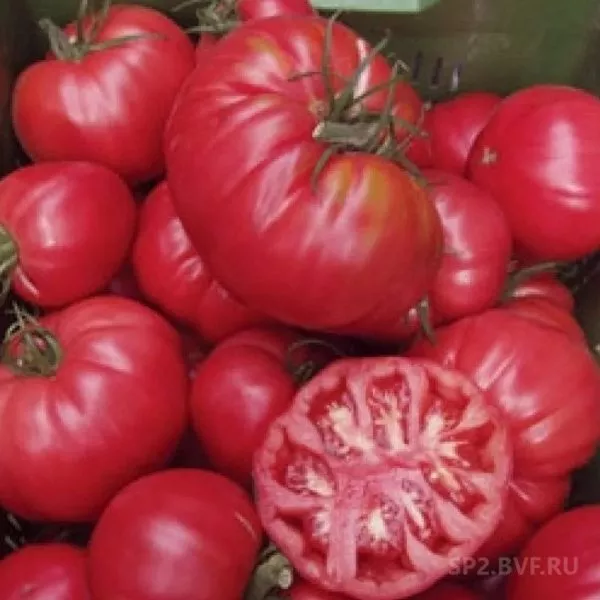 novosibirskiy-hit-1-139110-1