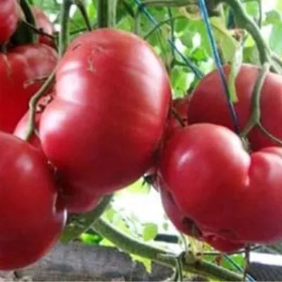 novosibirskiy-hit-2-139110-1