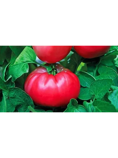 novosibirskiy-hit-2-139110-2