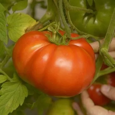 novosibirskiy-hit-2-139110