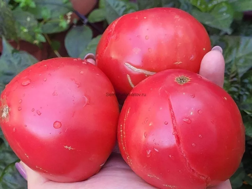 novyy-bolshoy-gnom-4-132580