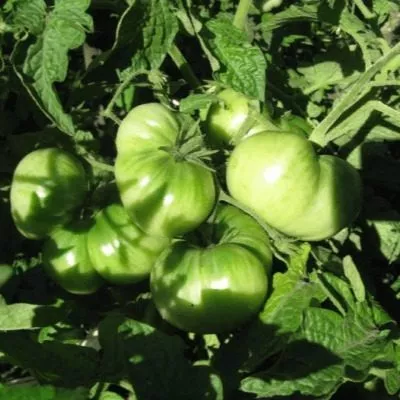 novyy-bolshoy-gnom-5-132580