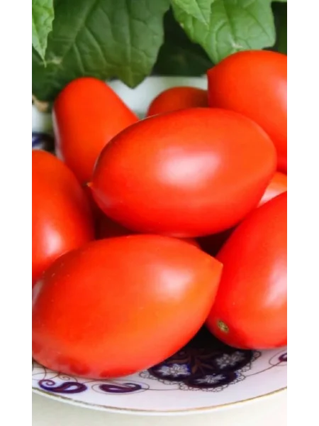 novyy-kenigsberg-oranzhevyy-2-139673