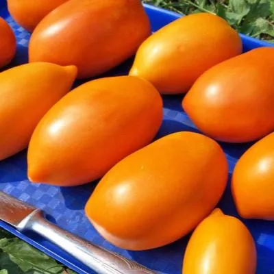 novyy-kenigsberg-oranzhevyy-4-139673