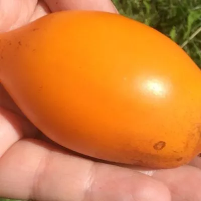 novyy-kenigsberg-oranzhevyy-5-139673