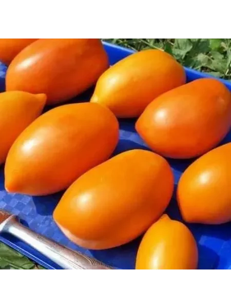 novyy-kenigsberg-oranzhevyy-main-139673