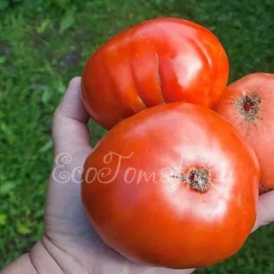 nuzhnyy-razmer-3-139434