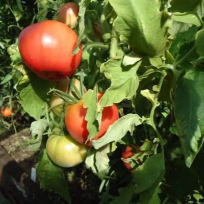 nuzhnyy-razmer-5-139434