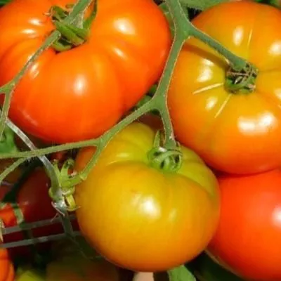 nuzhnyy-razmer-6-139434