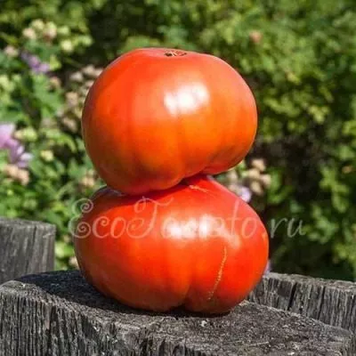 nuzhnyy-razmer-main-139434