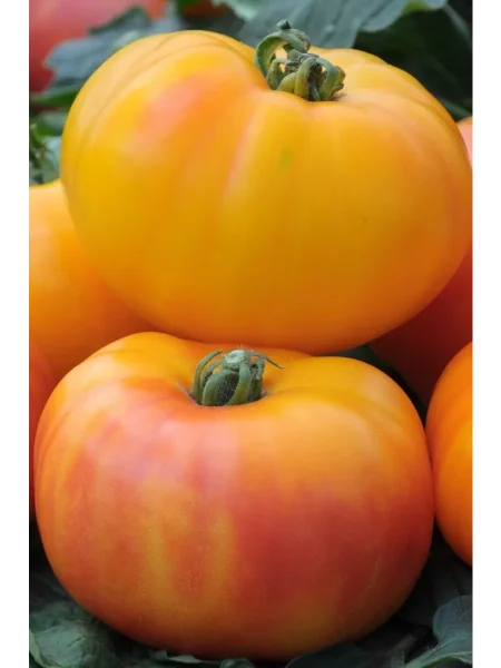 nyam-nyam-main-162969