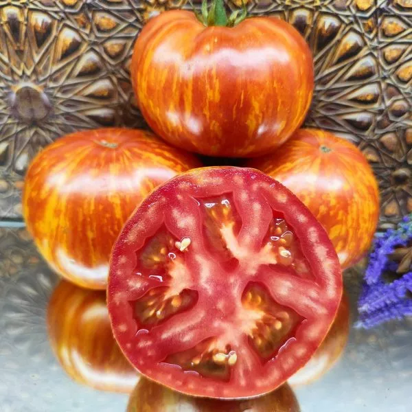 obolstitel-main-156879