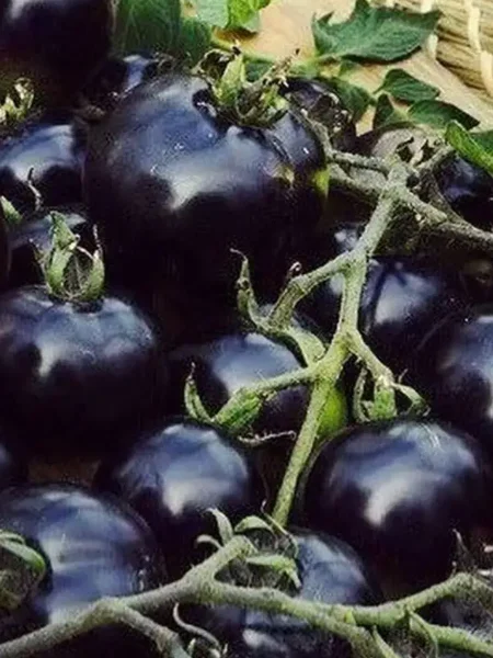 ochi-chernye-1-159147