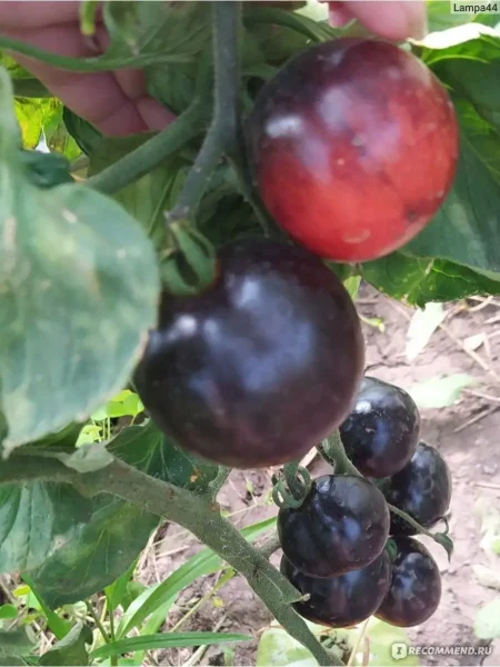 ochi-chernye-3-159147