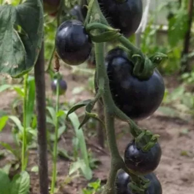 ochi-chernye-6-159147