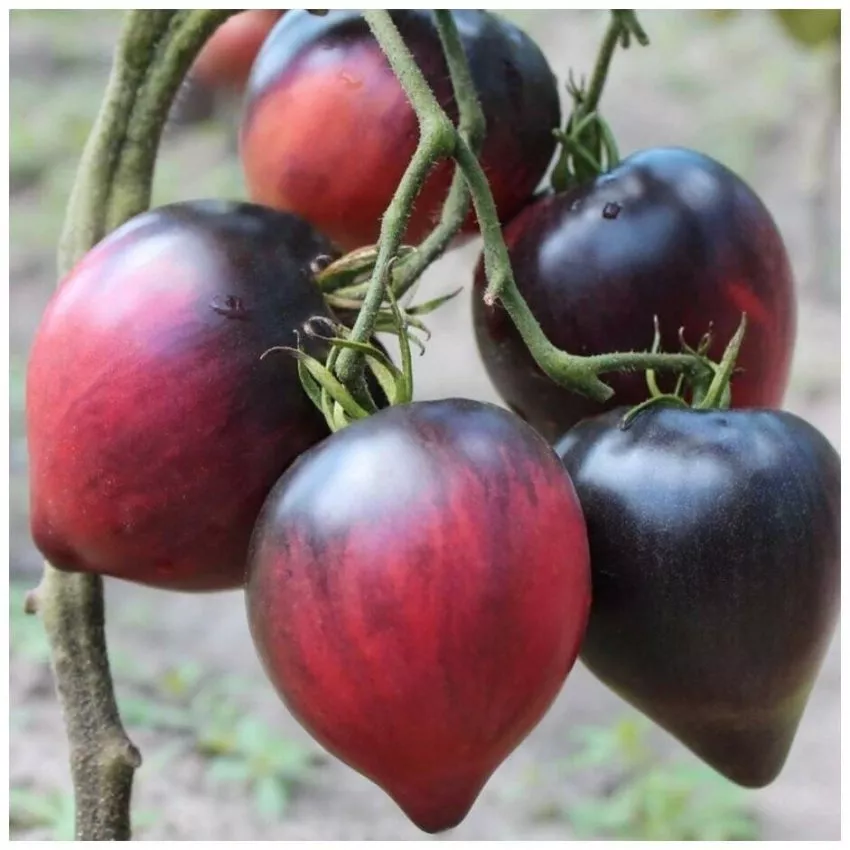 odinokoe-serdtse-serzhanta-peppera-1-131968