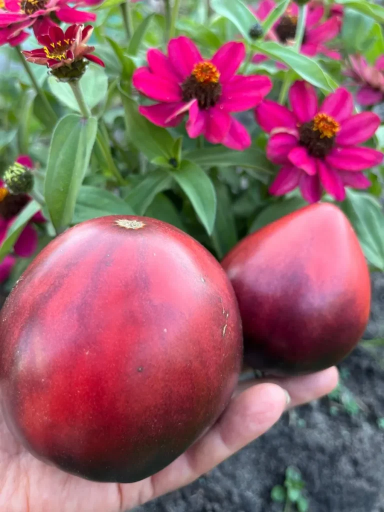 odinokoe-serdtse-serzhanta-peppera-5-131968