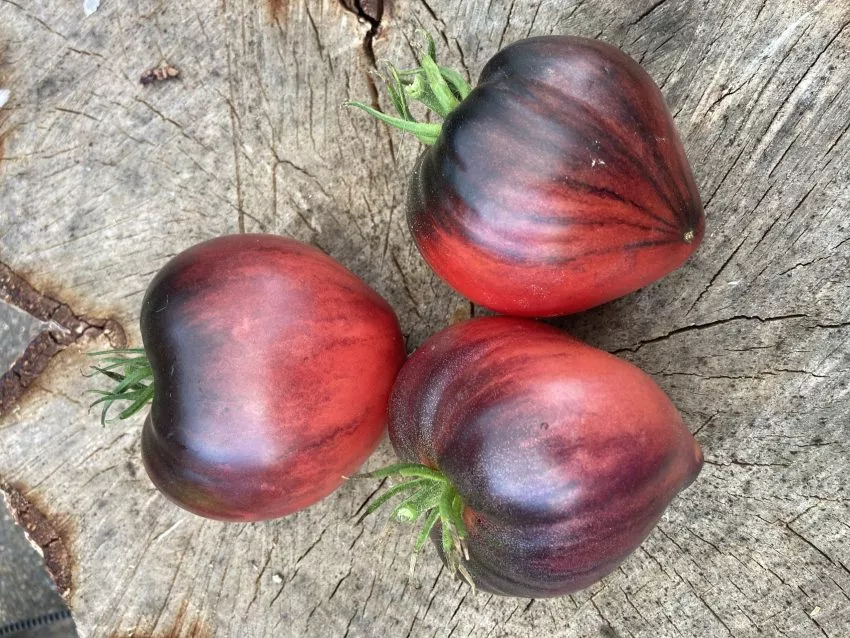 odinokoe-serdtse-serzhanta-peppera-6-131968