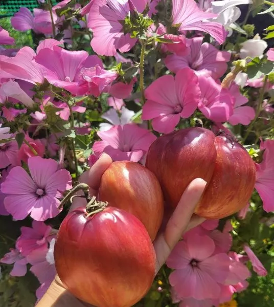 ognennaya-kometa-sofii-10-159069