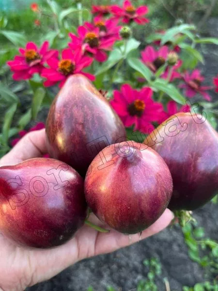 ognennaya-kometa-sofii-2-159069