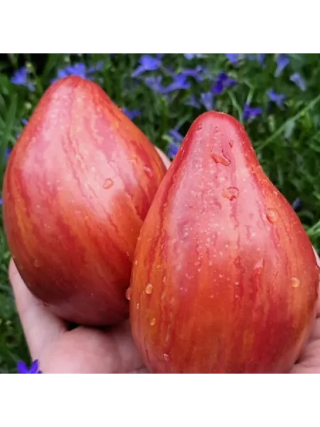 ognennaya-kometa-sofii-3-159069