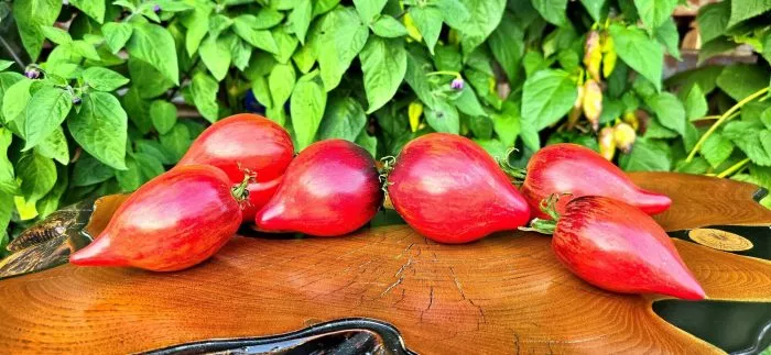 ognennaya-kometa-sofii-5-159069