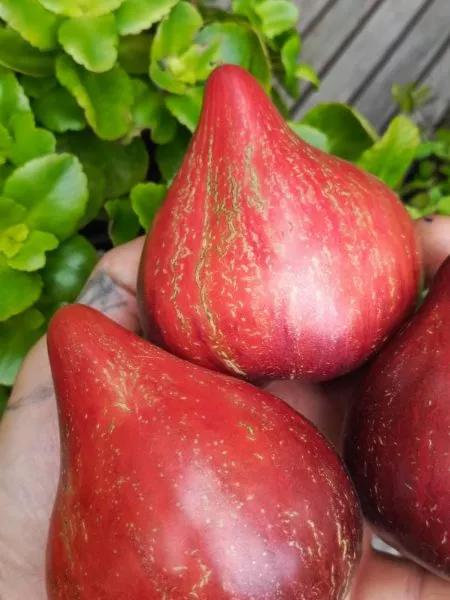 ognennaya-kometa-sofii-8-159069