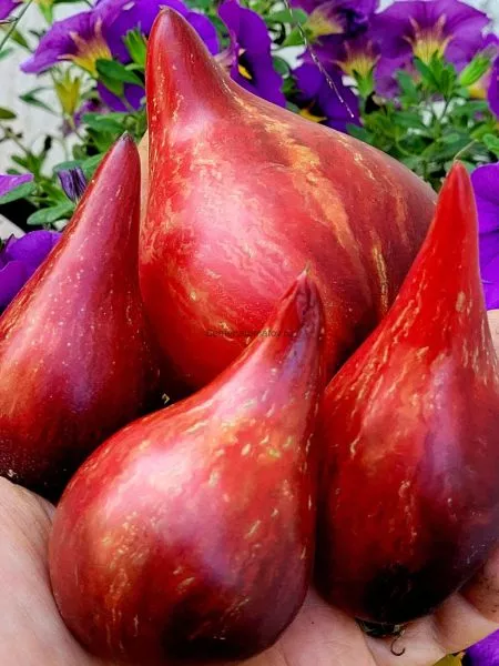 ognennaya-kometa-sofii-9-159069