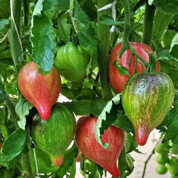 ognennaya-kometa-sofii-main-159069