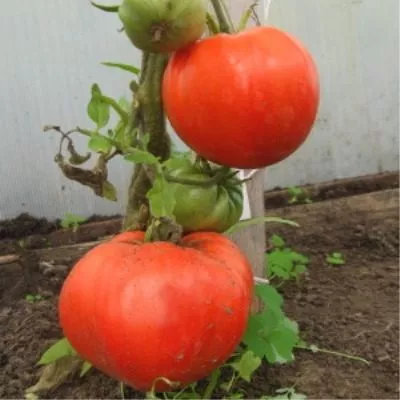 ognennaya-lavina-5-163929