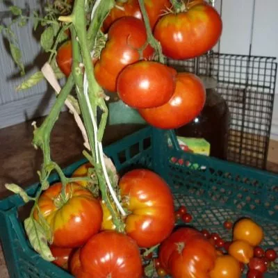 ognennaya-lavina-7-163929